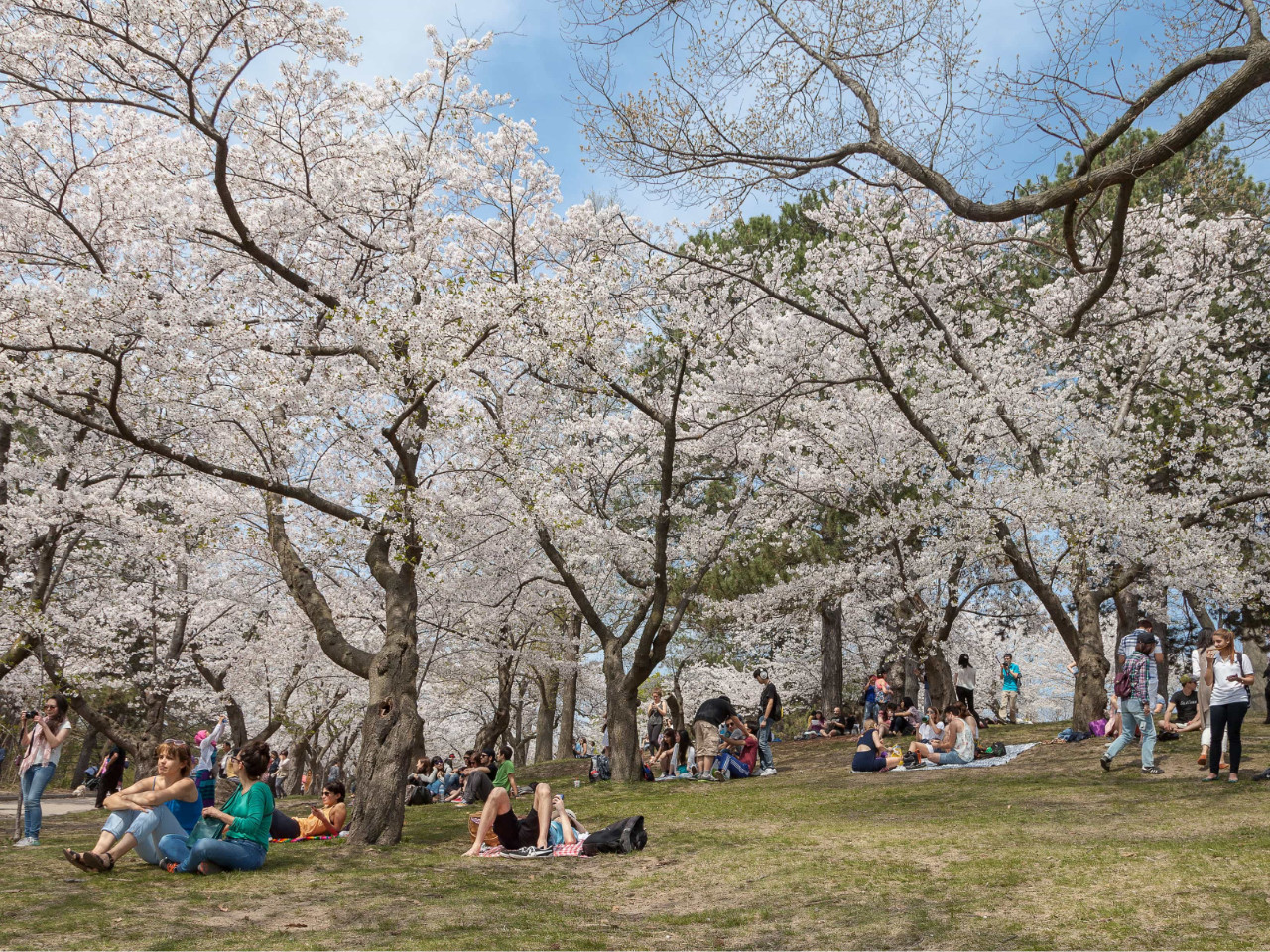 Cherry blossoms in High Park